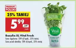 Biedronka Bazylia XL Vital Fresh oferta