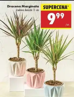 Biedronka Dracena marginata oferta