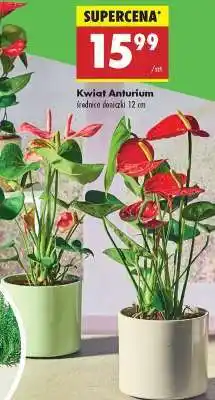 Biedronka Kwiat Anturium oferta