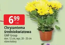 E.Leclerc Chryzantema GMF Group oferta