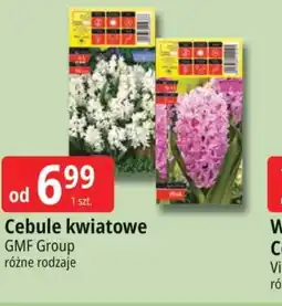 E.Leclerc Cebule kwiatowe GMF Group oferta