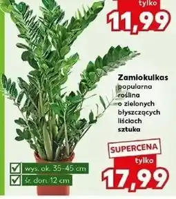 Kaufland Zamiokulkas 12 cm oferta