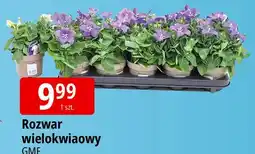 E.Leclerc Rozwar wielokwiatowy oferta