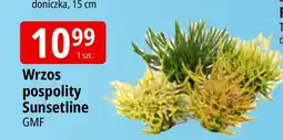 E.Leclerc Wrzos pospolity sunsetline oferta