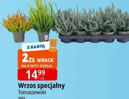 E.Leclerc Wrzos specjalny Tomaszewski oferta