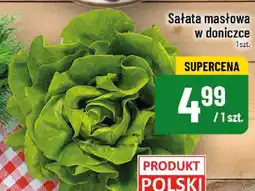 Polomarket Sałata masłowa w doniczce oferta