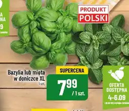 Polomarket Bazylia lub mięta w doniczce XL oferta