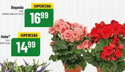 Polomarket Begonia oferta
