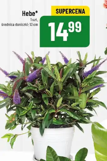 Polomarket Hebe oferta