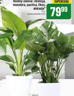 Polomarket Rośliny zielone oferta
