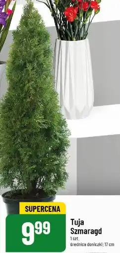 Polomarket Tuja Szmaragd oferta