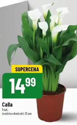 Polomarket Calla oferta