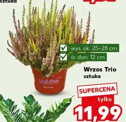 Kaufland Wrzos Ok oferta