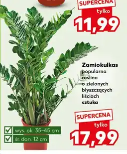 Kaufland Zamiokulkas Ok oferta