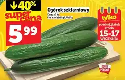 Topaz Ogórek szklarniowy TOPAZ oferta