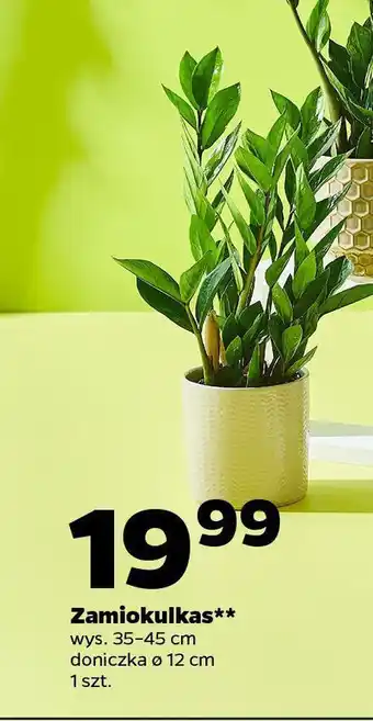 Netto Zamiokulkas oferta