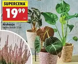 Biedronka Alokazja oferta