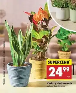 Biedronka Kwiaty zielone 14 cm oferta