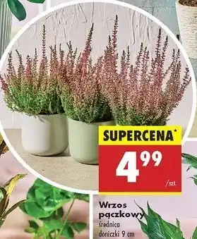 Biedronka Wrzos oferta