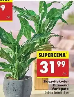 Biedronka Skrzydłokwiat oferta
