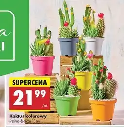 Biedronka Kaktus kolorowy oferta