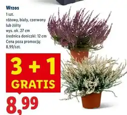 Lidl Wrzos żółty 12 cm oferta