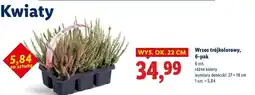 Lidl Wrzos trójkolorowy oferta