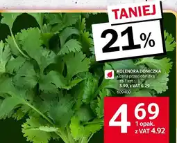 Selgros Kolendra doniczka Selgros oferta