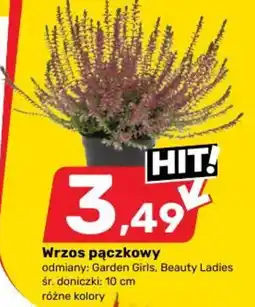 Bricomarche Wrzos pączkowy oferta
