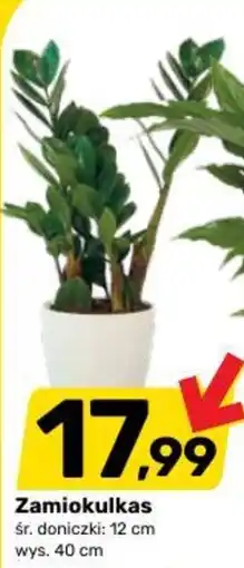 Bricomarche Zamiokulkas oferta