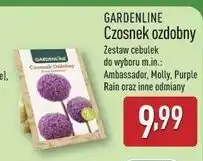 ALDI Czosnek ozdobny Gardenline oferta