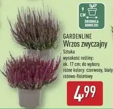 ALDI Wrzos różowo-fioletowy Gardenline oferta
