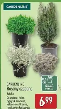 ALDI Rojnikowiec Gardenline oferta