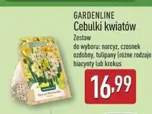 ALDI Krokusy nasiona oferta