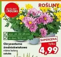 Kaufland Chryzantema średniokwiatowa w doniczce 10.5 cm oferta