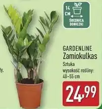 ALDI Zamiokulkas 14 cm Gardenline oferta