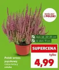 Kaufland Wrzos pączkowy śr. 11 cm oferta