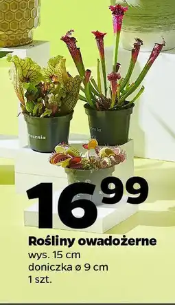 Netto Rośliny owadożerne oferta