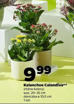 Netto Kalanchoe Calandiva oferta