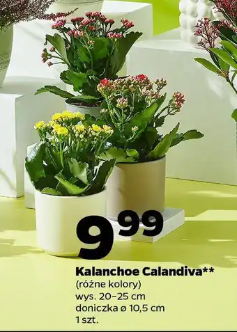 Netto Kalanchoe Calandiva oferta