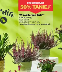 Netto Wrzos Garden Girls oferta