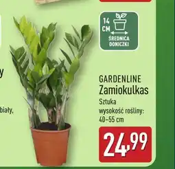 ALDI Zamiokulkas Gardenline oferta