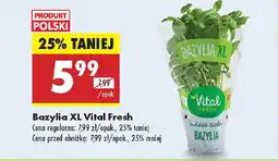 Biedronka Bazylia XL Vital Fresh oferta