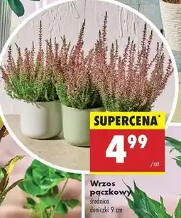 Biedronka Wrzos pączkowy oferta