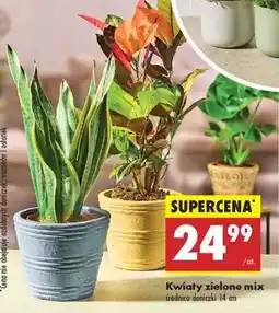 Biedronka Kwiaty zielone mix oferta