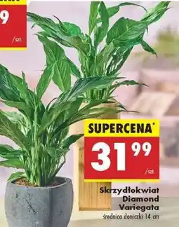 Biedronka Skrzydłokwiat Diamond Variegata oferta