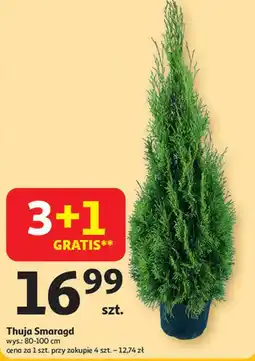 Auchan Thuja smaragd 80-100 cm oferta
