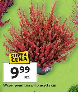 Auchan Wrzos premium oferta