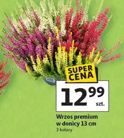 Auchan Wrzos premium 3 kolory oferta
