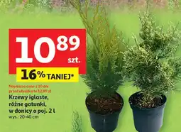 Auchan Krzew iglasty don 2 l oferta